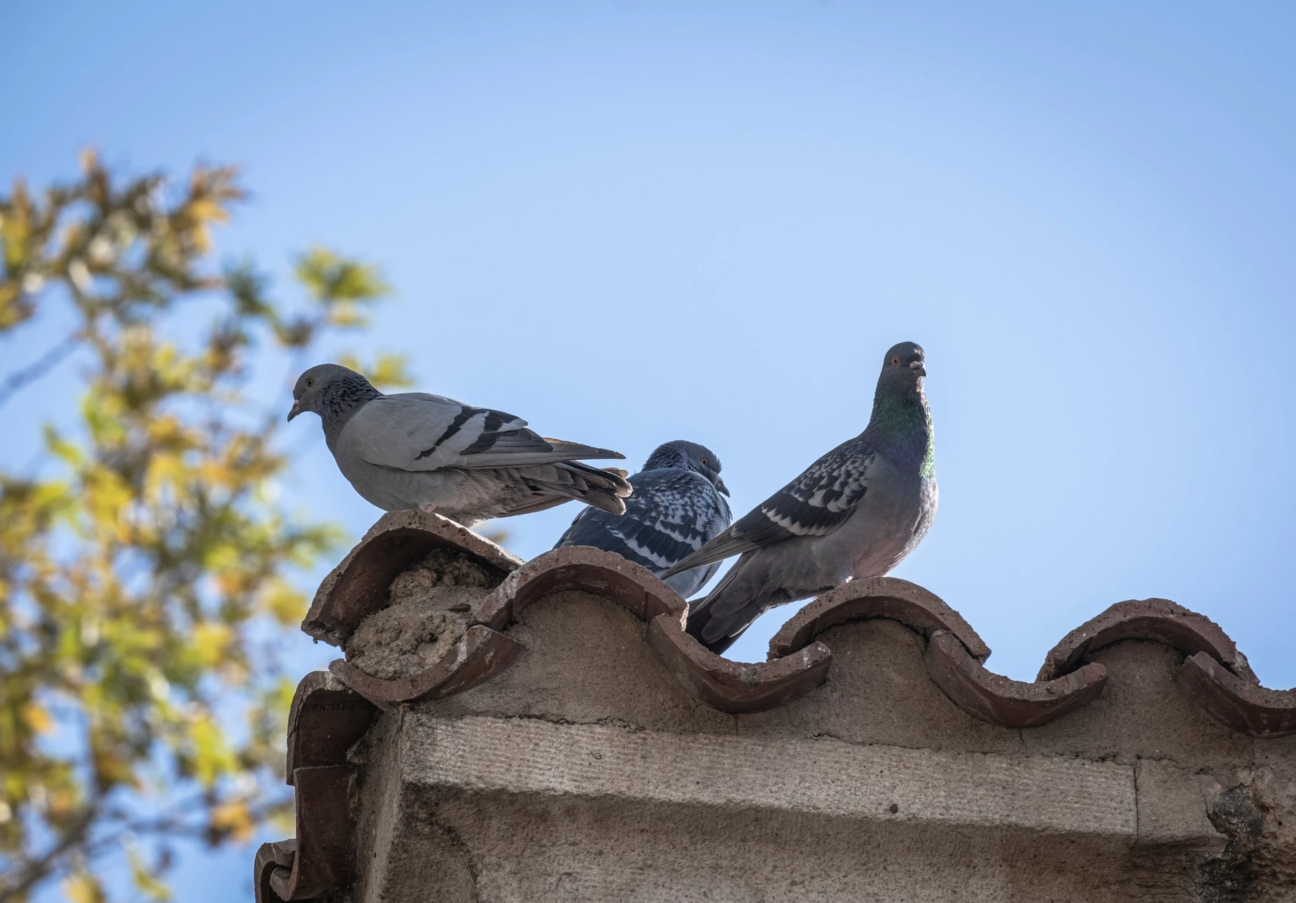 Deux pigeons urbains perchés sur un muret de pierre devant une façade méditerranéenne aux murs ocre patinés