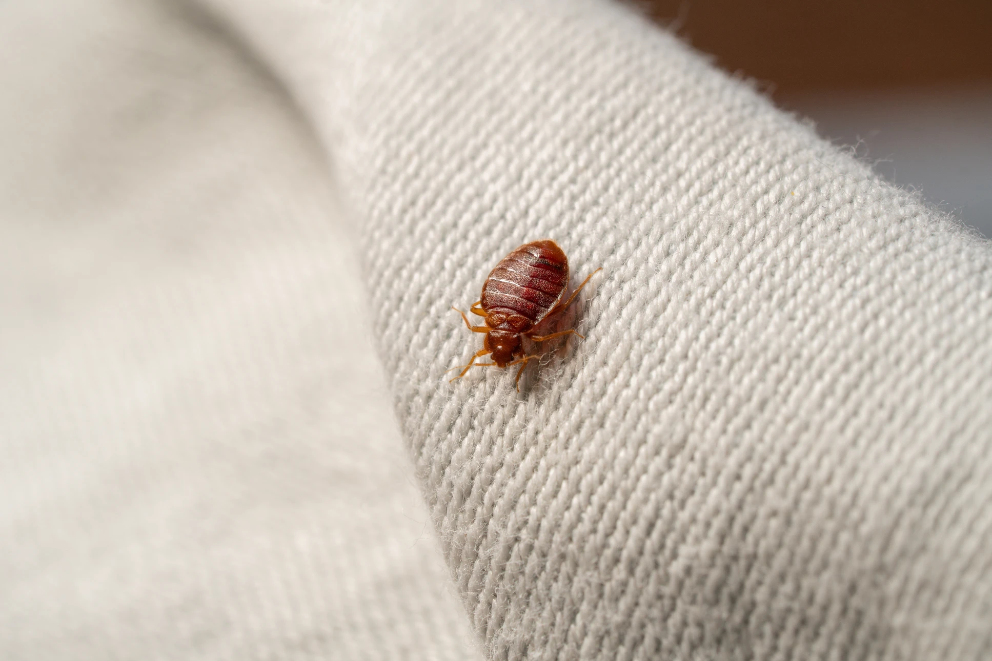 Punaise de lit brune sur textile blanc en gros plan, insecte parasite domestique visible en détail sur surface fibreuse claire