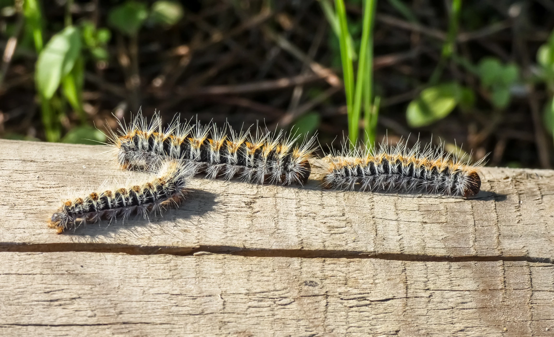 Scène extérieure d'un jardin avec une coccinelle jaune à points noirs posée sur une feuille verte