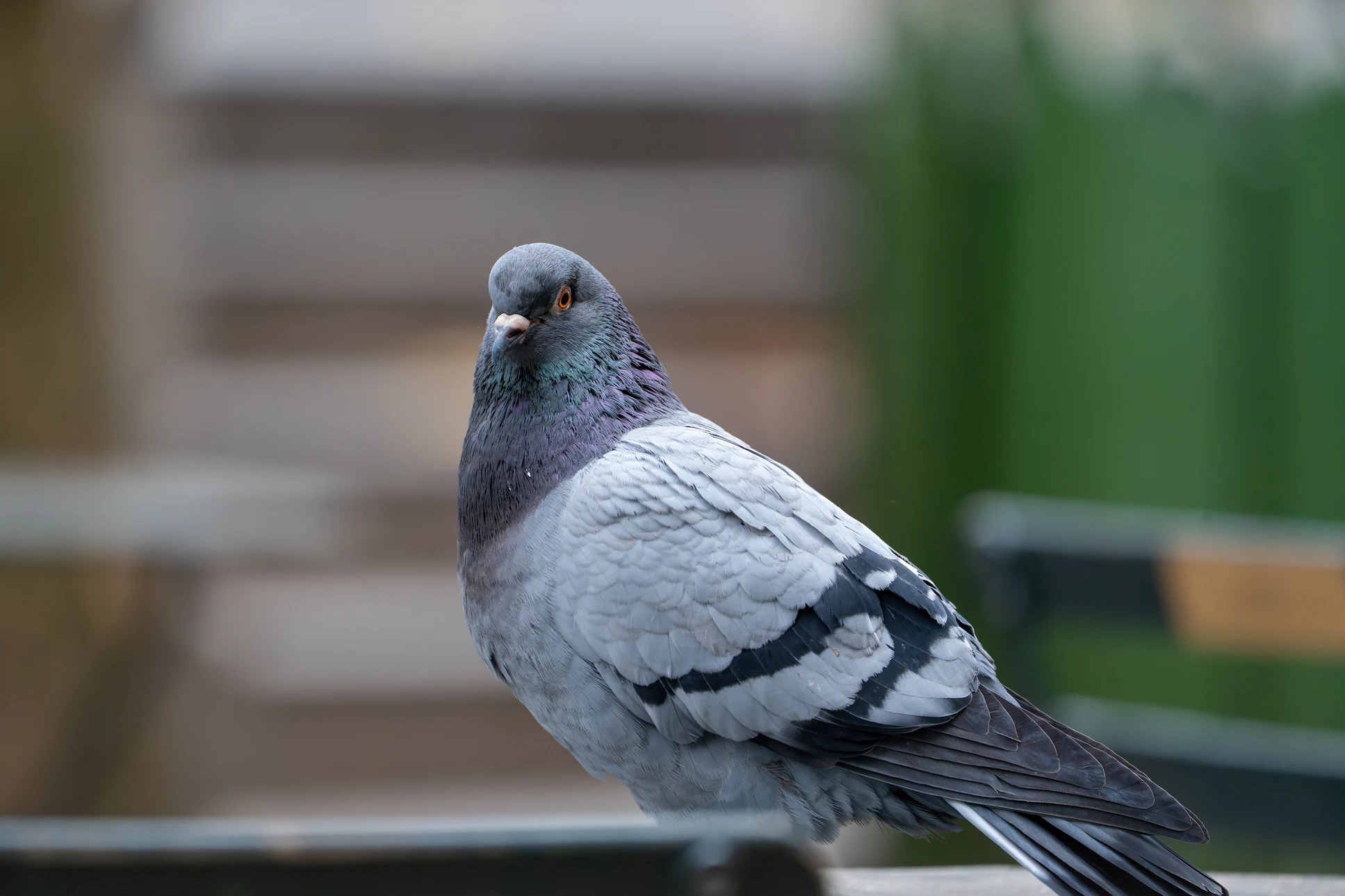 pigeons perchés sur un toit de tuiles