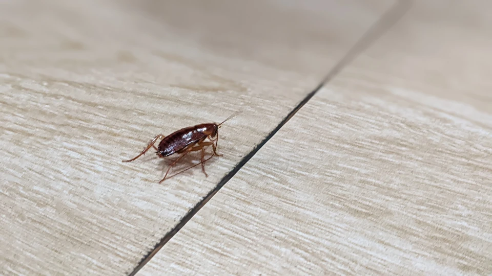 Une punaise de lit brune se déplace sur tissu gris clair en gros plan