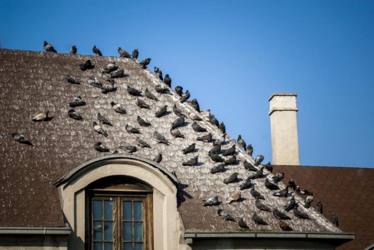 Dépigeonnisation à SOMMESOUS, les méthodes qui protègent votre bâtiment